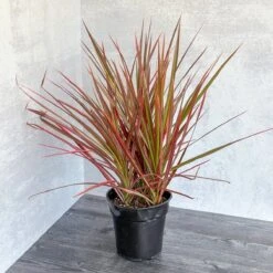 Dracena Marginata 'Colorama'