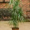 Dracena Marginata - Tarzan Tree -Ed's plant shop dracena marginata tarzan tree 562810