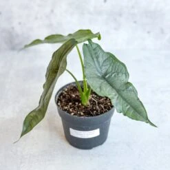 Dragon’s Breath Alocasia | Striking Silvery Foliage 15 Dragon’s Breath Alocasia | Striking Silvery Foliage -Ed's plant shop dragons breath alocasia 45 inch 169193