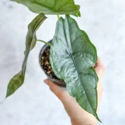 Dragon’s Breath Alocasia | Striking Silvery Foliage 17 Dragon’s Breath Alocasia | Striking Silvery Foliage -Ed's plant shop dragons breath alocasia 45 inch 262431