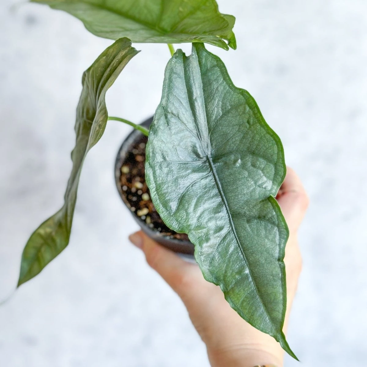 Dragon’s Breath Alocasia | Striking Silvery Foliage 9 Dragon’s Breath Alocasia | Striking Silvery Foliage - Image 7
