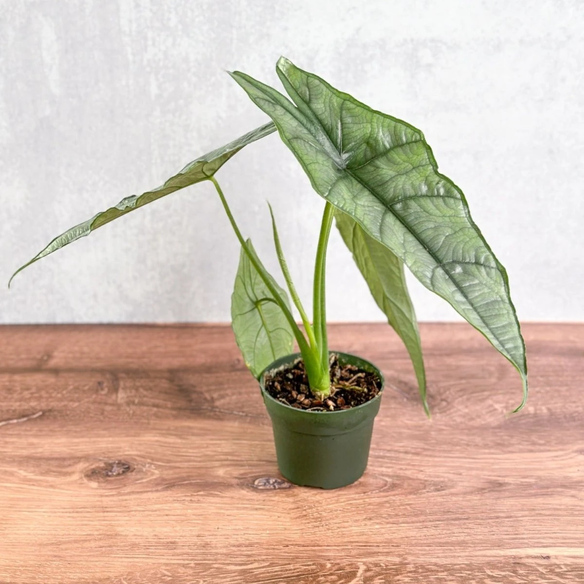 Dragon’s Breath Alocasia | Striking Silvery Foliage 4 Dragon’s Breath Alocasia | Striking Silvery Foliage - Image 2