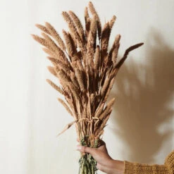 Dried Flower Bundle: Coral Setarea 8 Dried Flower Bundle: Coral Setarea -Ed's plant shop dried flower bundle coral setarea 214035
