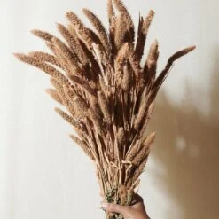 Dried Flower Bundle: Coral Setarea 7 Dried Flower Bundle: Coral Setarea -Ed's plant shop dried flower bundle coral setarea 386612
