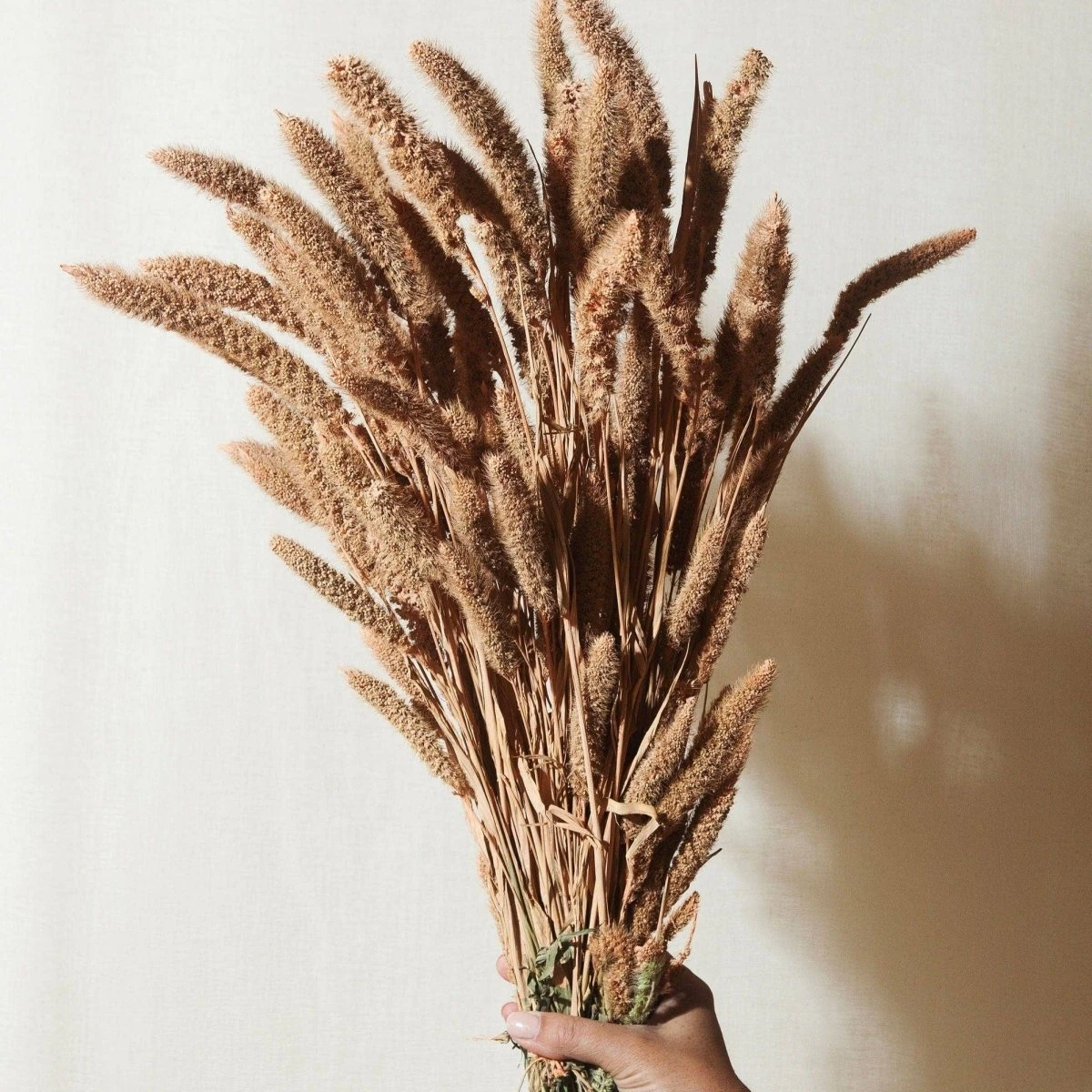 Dried Flower Bundle: Coral Setarea 4 Dried Flower Bundle: Coral Setarea - Image 2