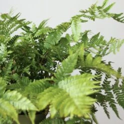 Dryopteris Erythrosora - Autumn Fern -Ed's plant shop dryopteris erythrosora autumn fern various sizes 204777