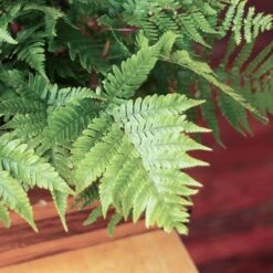 Dryopteris Erythrosora - Autumn Fern -Ed's plant shop dryopteris erythrosora autumn fern various sizes 715885