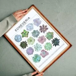 Echeveria Species ID Chart - Houseplant Succulent Art Print -Ed's plant shop echeveria species id chart houseplant succulent art print 495249