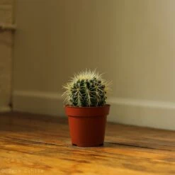 Echinocactus Grusonii ‘Golden Barrel Cactus’ - 4 Inch -Ed's plant shop echinocactus grusonii golden barrel cactus 5 inch 758133