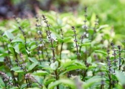 Edible Petals - Seed Collection -Ed's plant shop edible petals seed collection 3847402