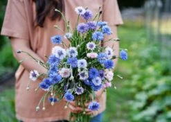 Edible Petals - Seed Collection -Ed's plant shop edible petals seed collection 4145125