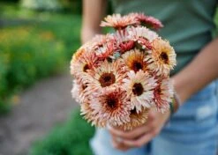 Edible Petals - Seed Collection -Ed's plant shop edible petals seed collection 4454338