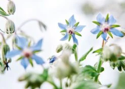 Edible Petals - Seed Collection -Ed's plant shop edible petals seed collection 9434873