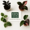 Ed's Plant Shop E-Gift Card 2 Ed's Plant Shop E-Gift Card -Ed's plant shop eds plant shop e gift card 622396