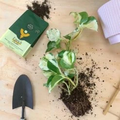 Enrich Powder - Houseplant Fertilizer By We The Wild (14 Oz) -Ed's plant shop enrich powder houseplant fertilizer by we the wild 14 oz 389502