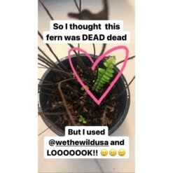 Enrich Powder - Houseplant Fertilizer By We The Wild (14 Oz) -Ed's plant shop enrich powder houseplant fertilizer by we the wild 14 oz 401258