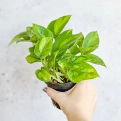 Epipremnum Aureum ‘Global Green’ - Global Green Pothos -Ed's plant shop epipremnum aureum global green global green pothos various sizes 573989