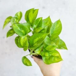Epipremnum Aureum ‘Global Green’ - Global Green Pothos -Ed's plant shop epipremnum aureum global green global green pothos various sizes 619396