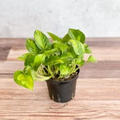 Epipremnum Aureum ‘Global Green’ - Global Green Pothos -Ed's plant shop epipremnum aureum global green global green pothos various sizes 710342