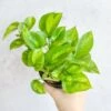 Epipremnum Aureum ‘Global Green’ - Global Green Pothos -Ed's plant shop epipremnum aureum global green global green pothos various sizes 801412