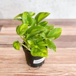 Epipremnum Aureum ‘Global Green’ - Global Green Pothos -Ed's plant shop epipremnum aureum global green global green pothos various sizes 985432