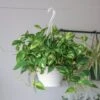 Epipremnum Aureum 'Golden Pothos' Hanging Basket -Ed's plant shop epipremnum aureum golden pothos hanging basket various sizes 174326