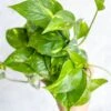 Epipremnum Aureum 'Golden Pothos'