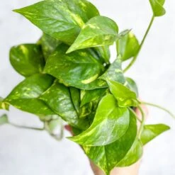 Epipremnum Aureum 'Golden Pothos'