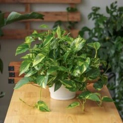 Epipremnum Aureum 'Golden Pothos' -Ed's plant shop epipremnum aureum golden pothos various sizes 781757