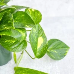 Epipremnum Aureum 'Golden Pothos' -Ed's plant shop epipremnum aureum golden pothos various sizes 954497