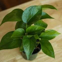 Epipremnum Aureum 'Jade Pothos' -Ed's plant shop epipremnum aureum jade pothos 239236