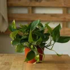 Epipremnum Aureum 'Jade Pothos' -Ed's plant shop epipremnum aureum jade pothos 308732