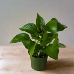 Epipremnum Aureum 'Jade Pothos'