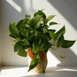 Epipremnum Aureum 'Jade Pothos' -Ed's plant shop epipremnum aureum jade pothos 431748