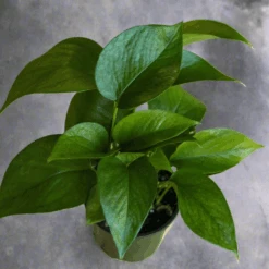 Epipremnum Aureum 'Jade Pothos' -Ed's plant shop epipremnum aureum jade pothos 766581