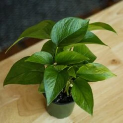 Epipremnum Aureum 'Jade Pothos' -Ed's plant shop epipremnum aureum jade pothos 891953