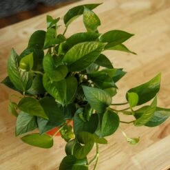 Epipremnum Aureum 'Jade Pothos' -Ed's plant shop epipremnum aureum jade pothos 937313