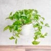 Epipremnum Aureum 'Lizard Queen' - Lizard Queen Pothos Hanging Basket 2 Epipremnum Aureum 'Lizard Queen' - Lizard Queen Pothos Hanging Basket -Ed's plant shop epipremnum aureum lizard queen lizard queen pothos hanging basket 597911
