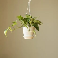 Epipremnum Aureum 'Marble Queen' Pothos Hanging Basket -Ed's plant shop epipremnum aureum marble queen pothos hanging basket various sizes 100914
