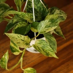 Epipremnum Aureum 'Marble Queen' Pothos Hanging Basket -Ed's plant shop epipremnum aureum marble queen pothos hanging basket various sizes 159656
