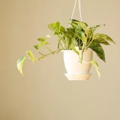 Epipremnum Aureum 'Marble Queen' Pothos Hanging Basket -Ed's plant shop epipremnum aureum marble queen pothos hanging basket various sizes 250002