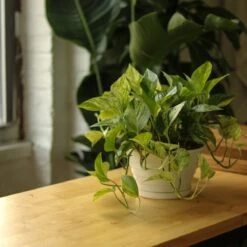 Epipremnum Aureum 'Marble Queen' Pothos Hanging Basket -Ed's plant shop epipremnum aureum marble queen pothos hanging basket various sizes 346555