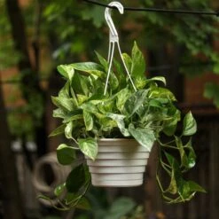 Epipremnum Aureum 'Marble Queen' Pothos Hanging Basket -Ed's plant shop epipremnum aureum marble queen pothos hanging basket various sizes 588207