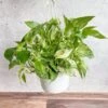 Epipremnum Aureum 'Marble Queen' Pothos Hanging Basket -Ed's plant shop epipremnum aureum marble queen pothos hanging basket various sizes 594055