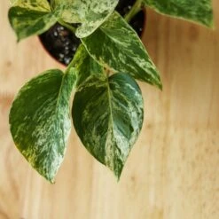 Epipremnum Aureum 'Marble Queen' Pothos Hanging Basket -Ed's plant shop epipremnum aureum marble queen pothos hanging basket various sizes 951838