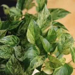 Epipremnum Aureum 'Marble Queen' Pothos -Ed's plant shop epipremnum aureum marble queen pothos various sizes 407793