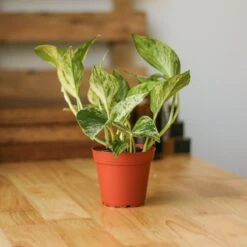 Epipremnum Aureum 'Marble Queen' Pothos -Ed's plant shop epipremnum aureum marble queen pothos various sizes 600928