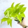 Epipremnum Aureum 'Neon' Pothos -Ed's plant shop epipremnum aureum neon pothos various sizes 940833