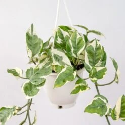 Epipremnum Aureum 'Pearls And Jade' Pothos Hanging Basket