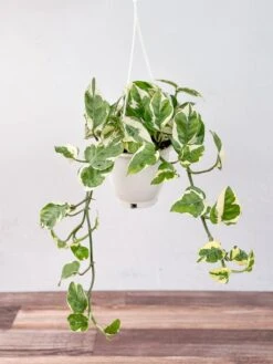 Epipremnum Aureum 'Pearls And Jade' Pothos Hanging Basket -Ed's plant shop epipremnum aureum pearls and jade pothos various hanging basket sizes 898570